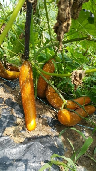 고향송어닭집 이미지