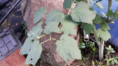 고향송어닭집 이미지