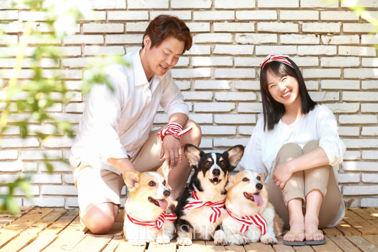 스튜디오코기 이미지