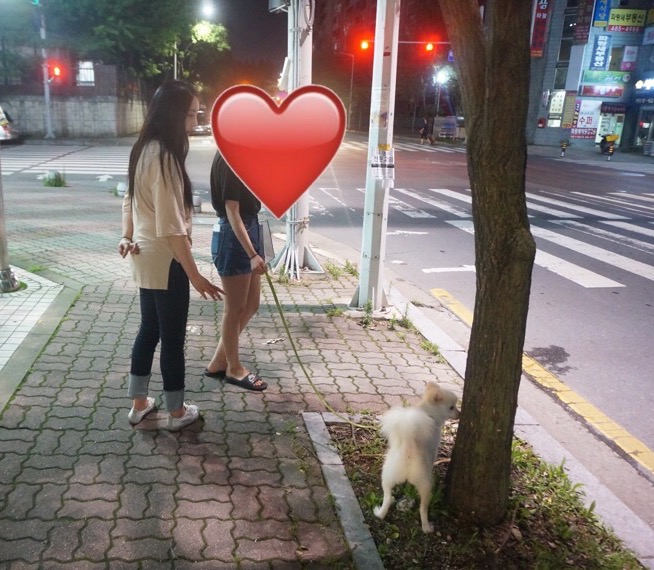 해피독반려견방문교육 이미지