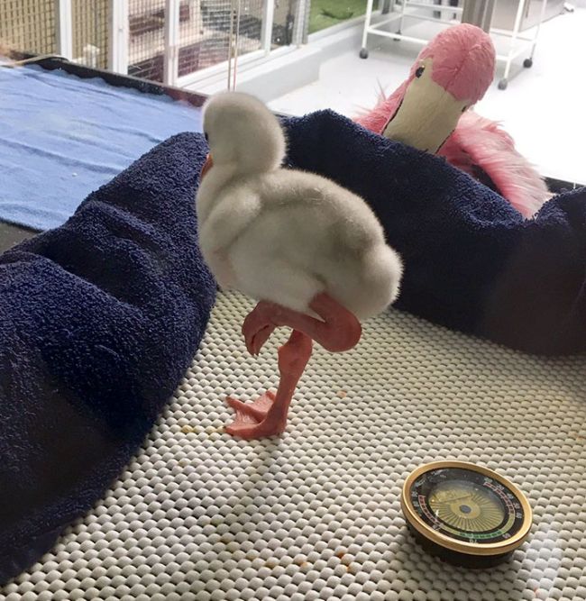 플라밍고 이미지
