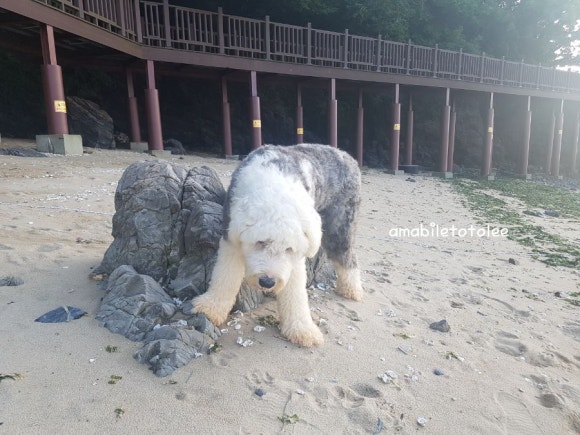 토군 이미지