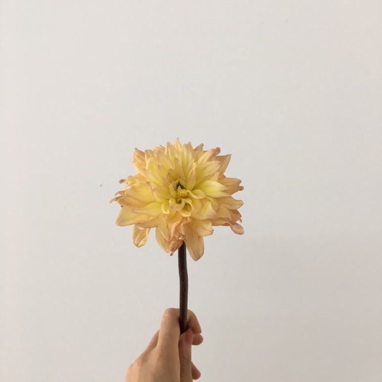 에이티플라워 이미지