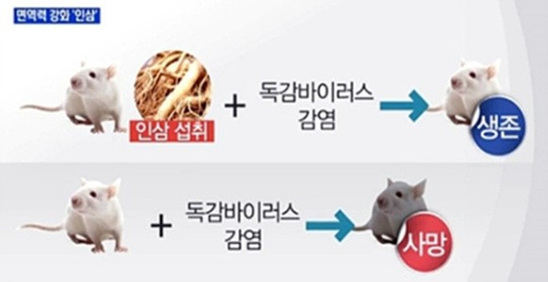 고려홍삼 이미지