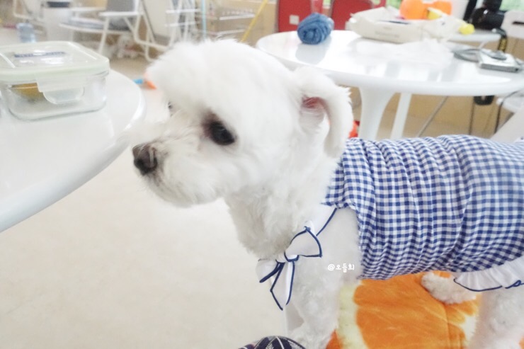 제이오와이 이미지