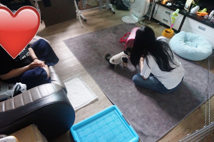 해피독반려견방문교육 이미지
