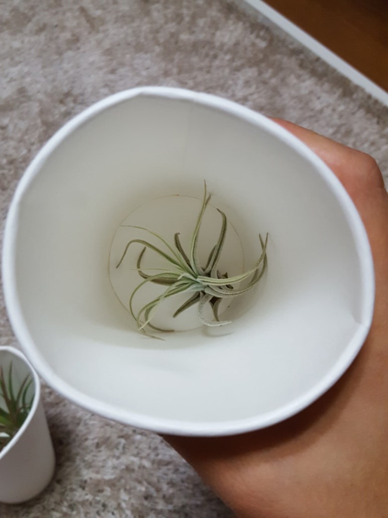 헤이플랜트 이미지