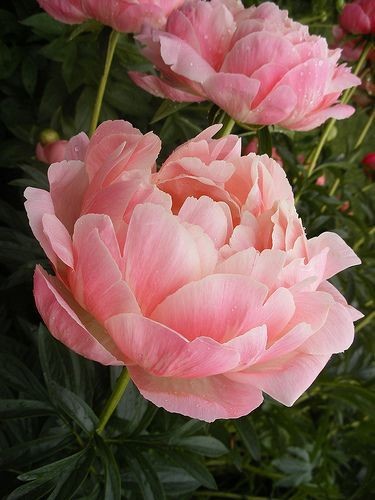 스카이조경 이미지