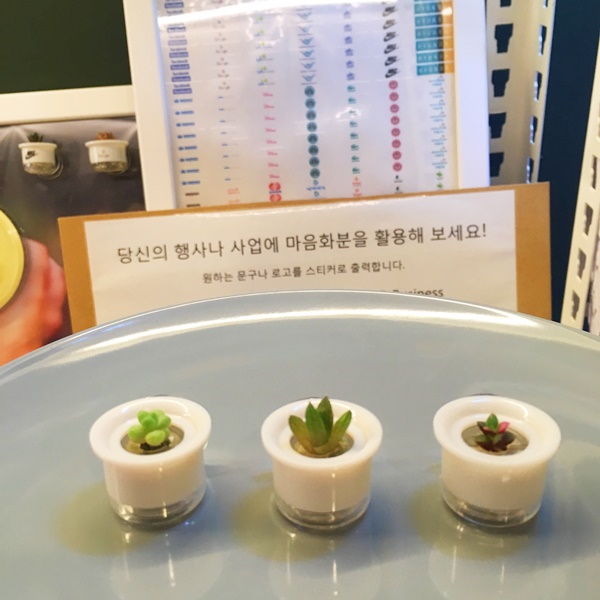 인사동다육 이미지