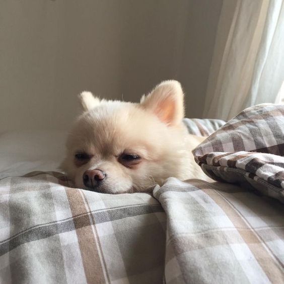 라꼬떼 이미지