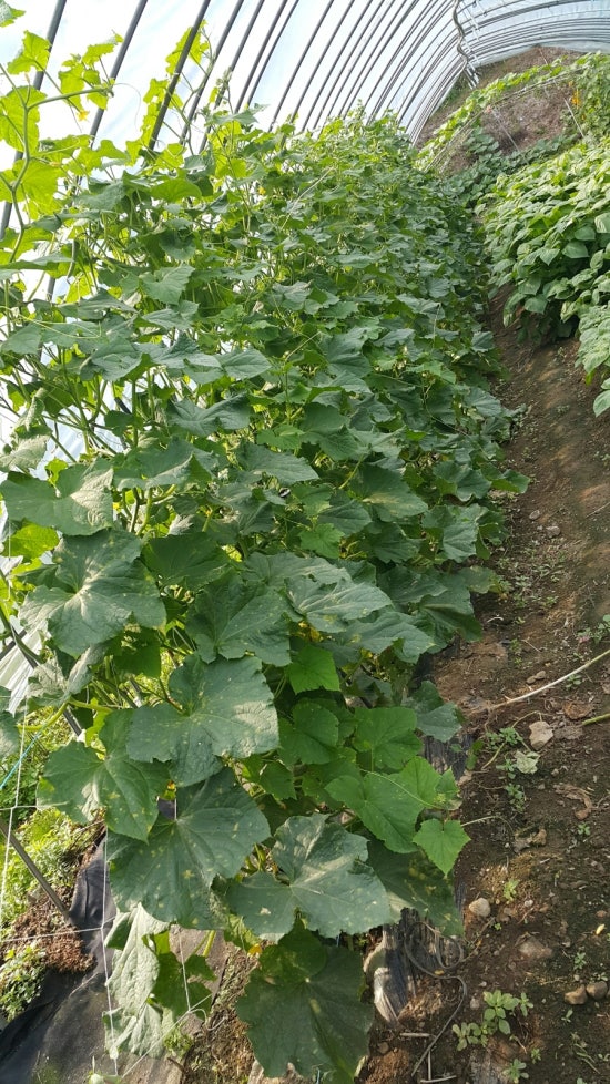 고향송어닭집 이미지