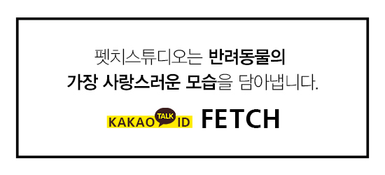 스튜디오코기 이미지