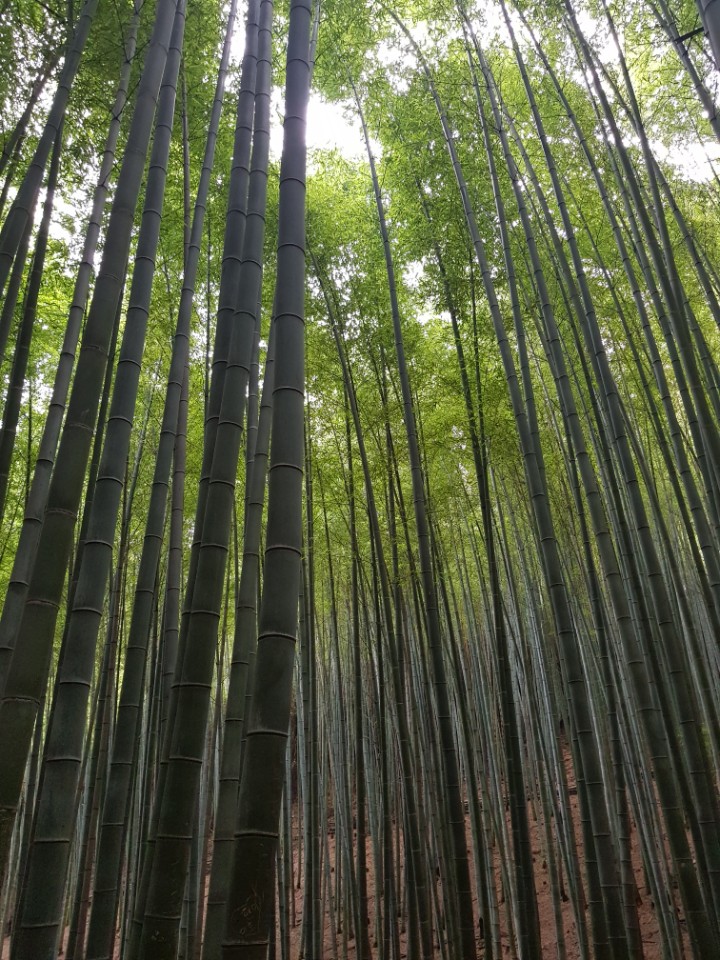 보성녹차오리탕 이미지