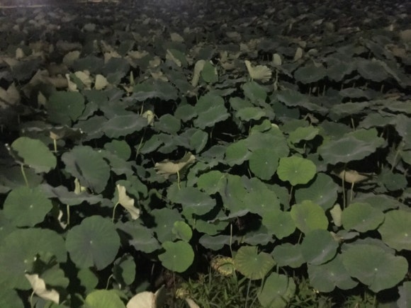 주경야술 이미지