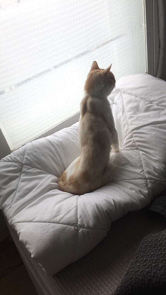 나비비 이미지