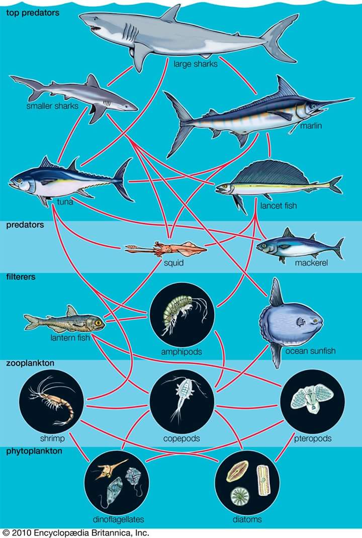 marine ecosystem 해양 생태계 / food chain 먹이 사슬 Biology Diagrams