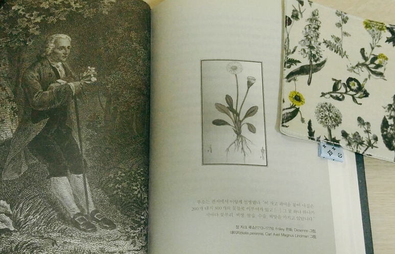 소잉데이지 이미지