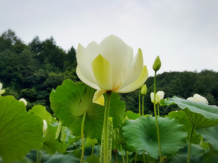 감사향기 이미지