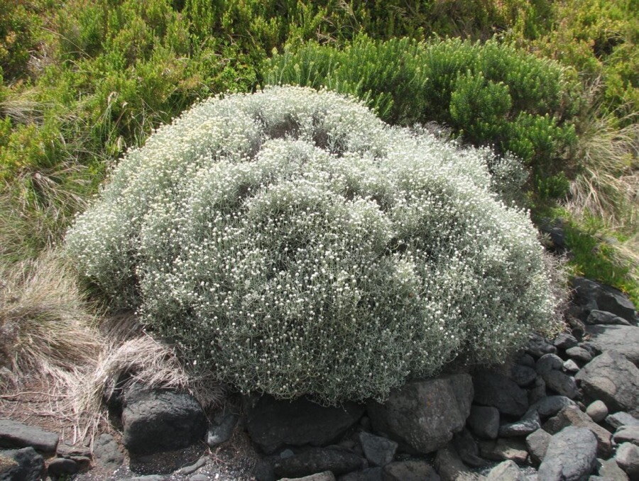 부쉬(bush) 이미지