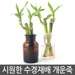 예쁜유리병 개운죽 / 공기정화식물 / 수경재배