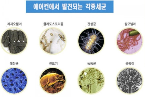 제로클린블루 이미지