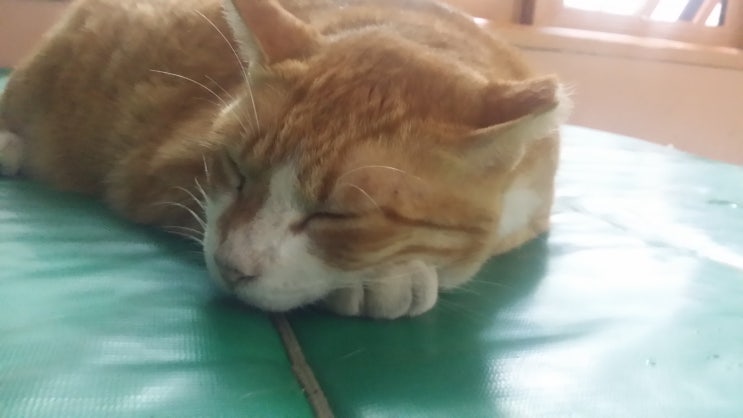 거기네 이미지