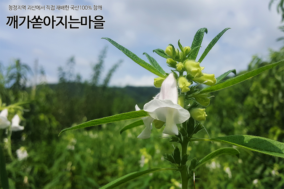 깨가쏟아지는마을 이미지