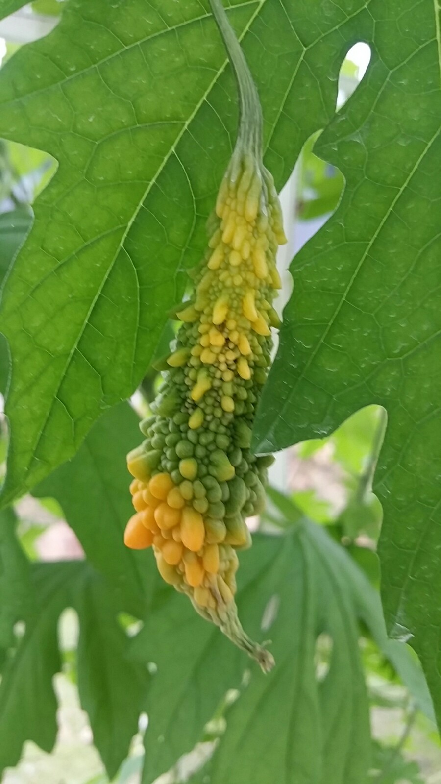 마실길 걷는 달팽이 농장 이미지