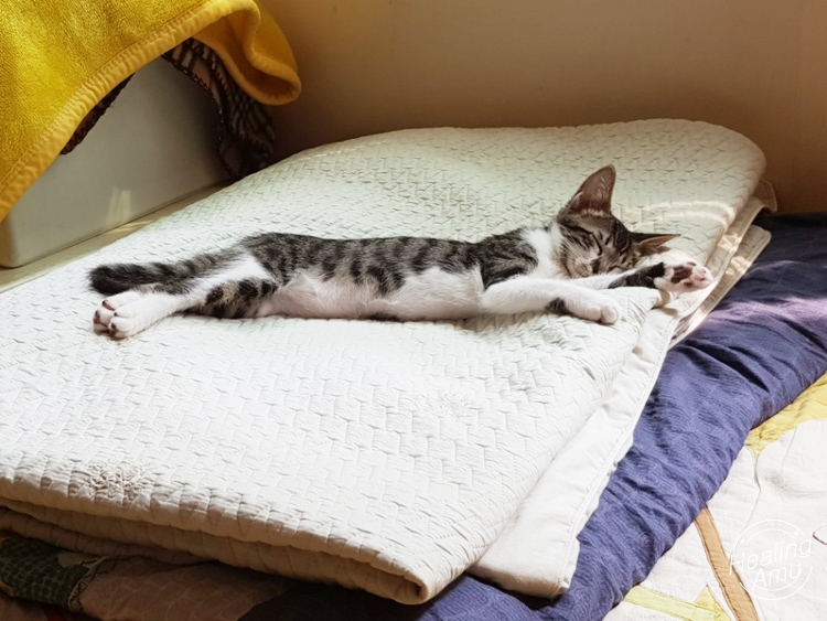 들꽃펜션 이미지