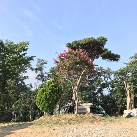 오성장미수목원 이미지