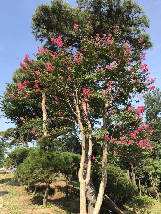 오성장미수목원 이미지