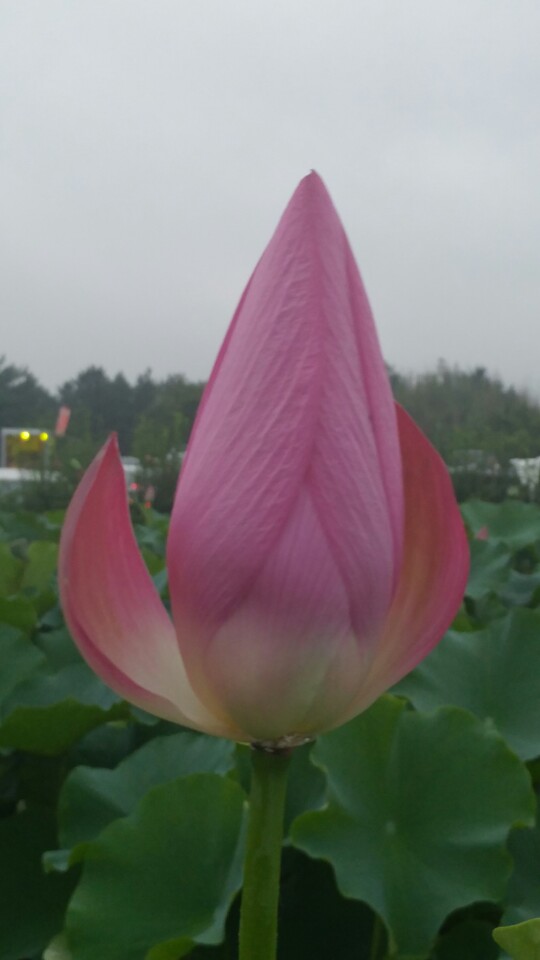 양남담배 이미지