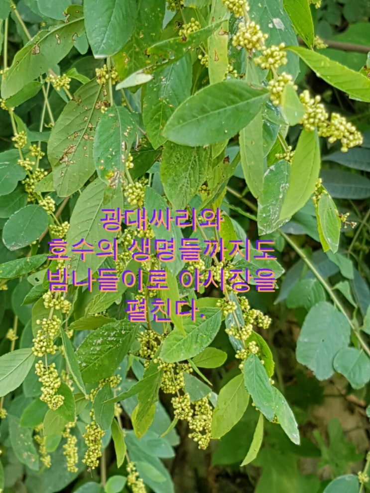 광대싸리 이미지