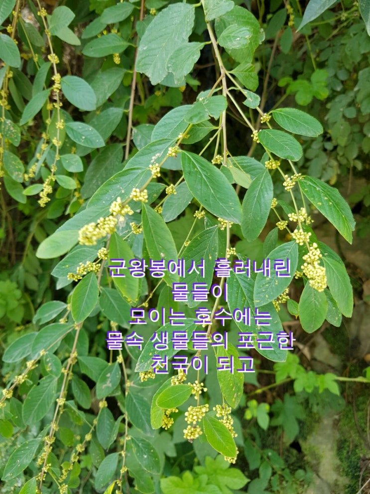 광대싸리 이미지