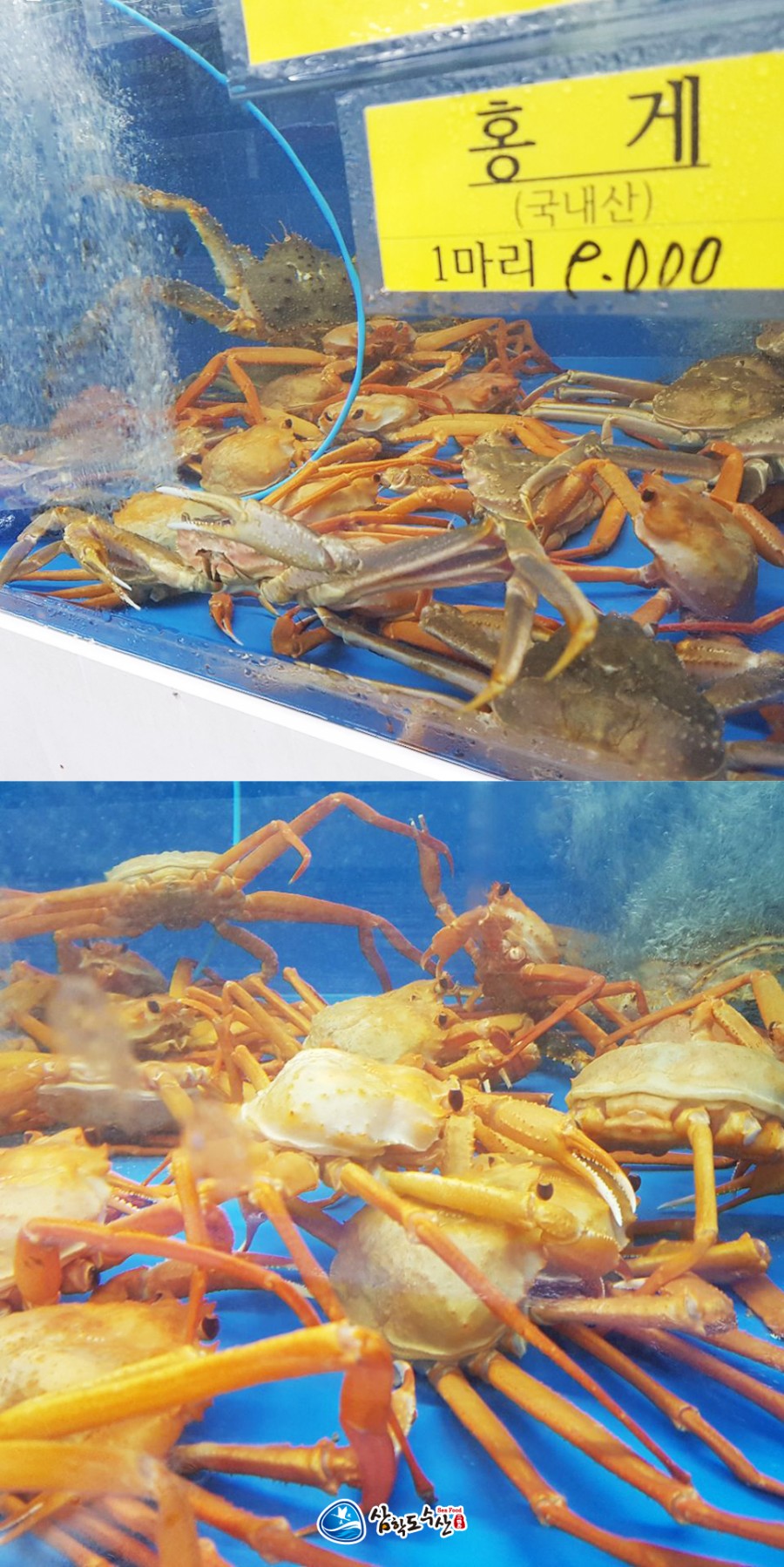 청주다이어트킹 이미지