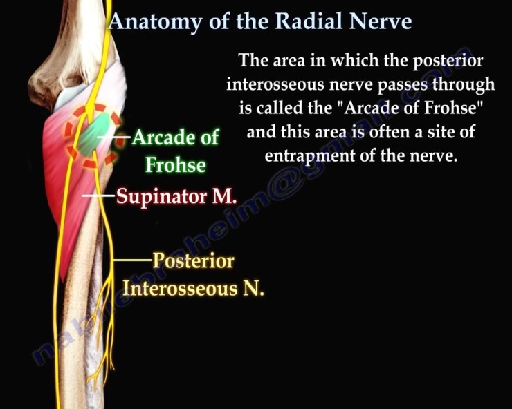 요골신경(radial nerve)의 주행경로 : 네이버 블로그 Biology Diagrams