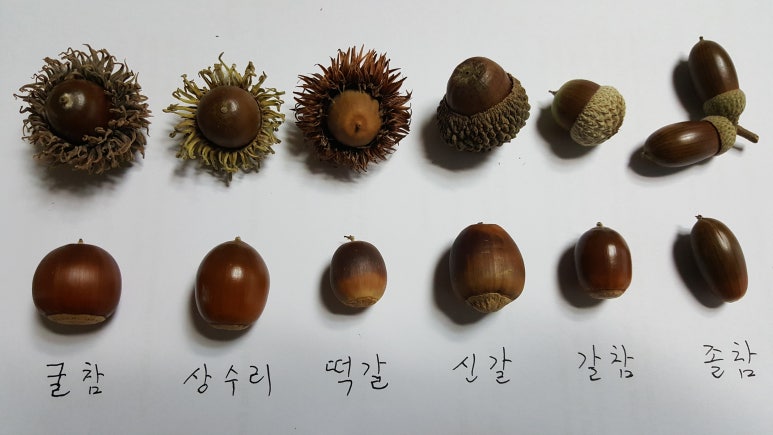 (주)참나무 이미지