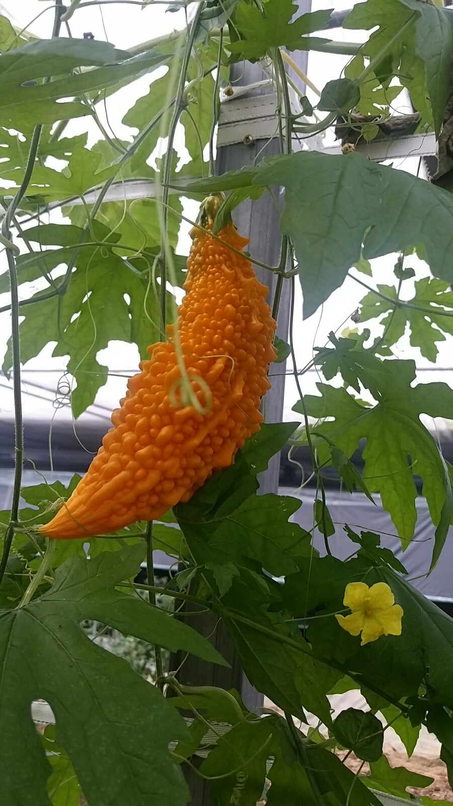 마실길 걷는 달팽이 농장 이미지