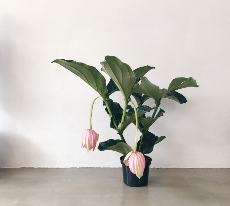 심다(simda) 이미지