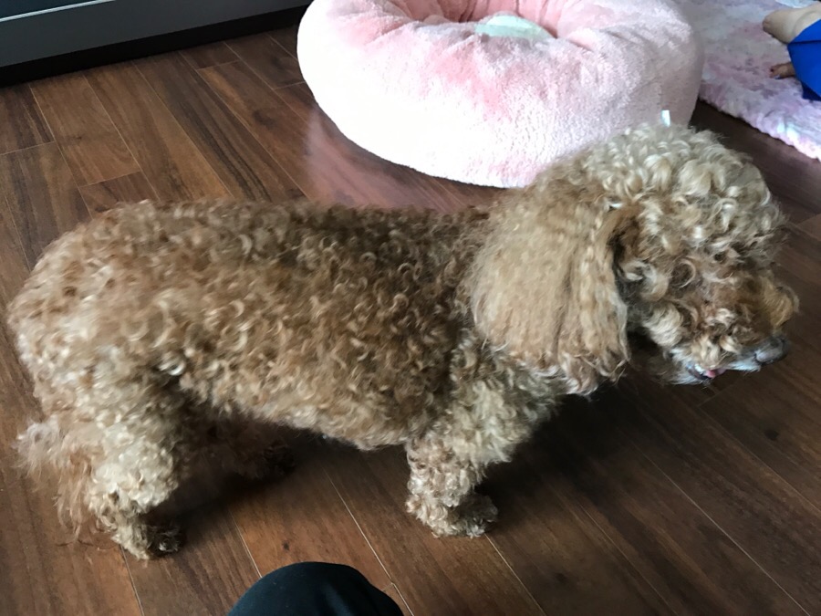 해피독반려견방문교육 이미지