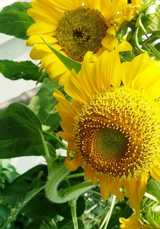 (주)스카이환경 이미지