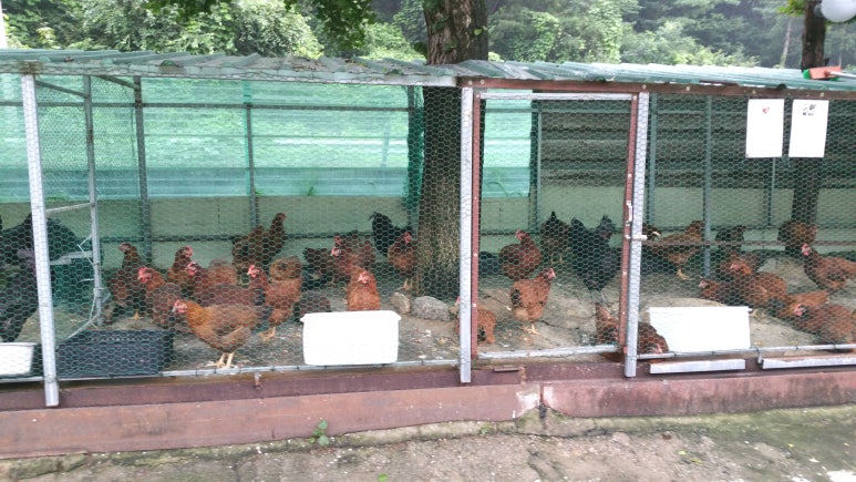 수려한 닭 이미지
