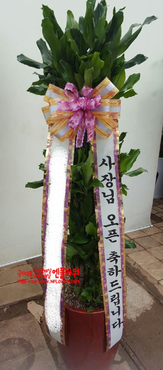 국가대표꽃배달엔플라워 이미지