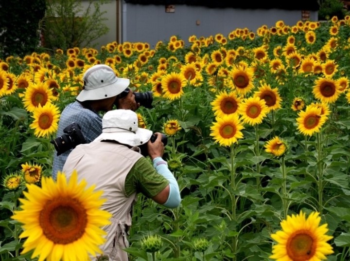 (주)해바라기 이미지