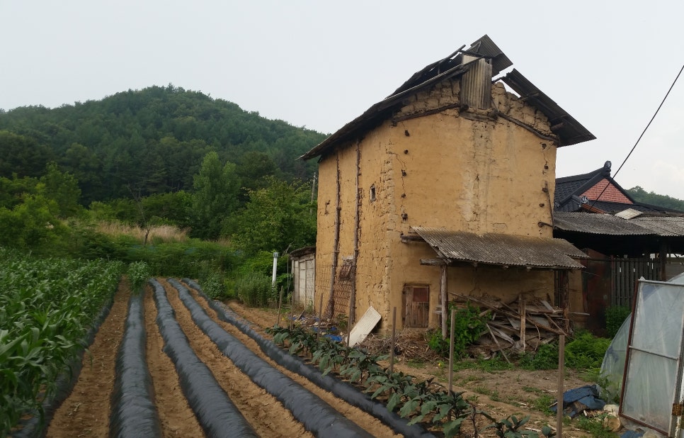 바른담뱃잎 이미지