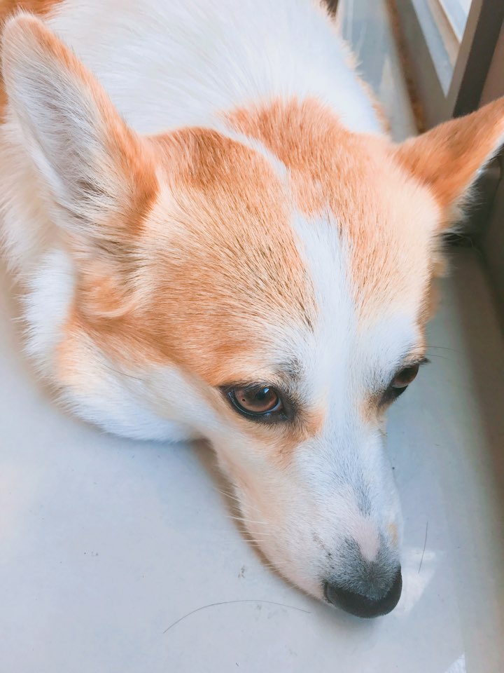 장스헤어 이미지