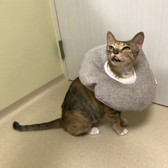 한가묘 이미지
