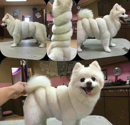 꼬이꼬이 이미지