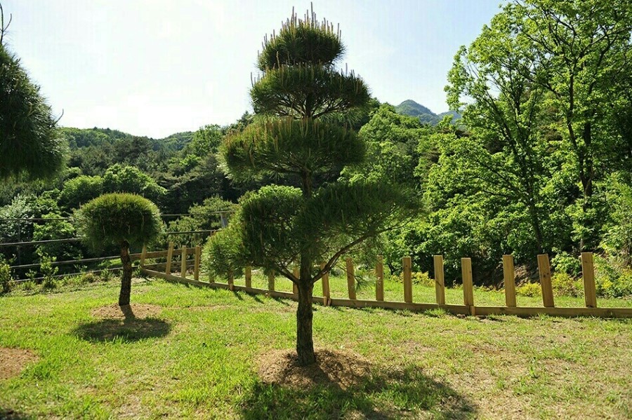 스위스장 이미지