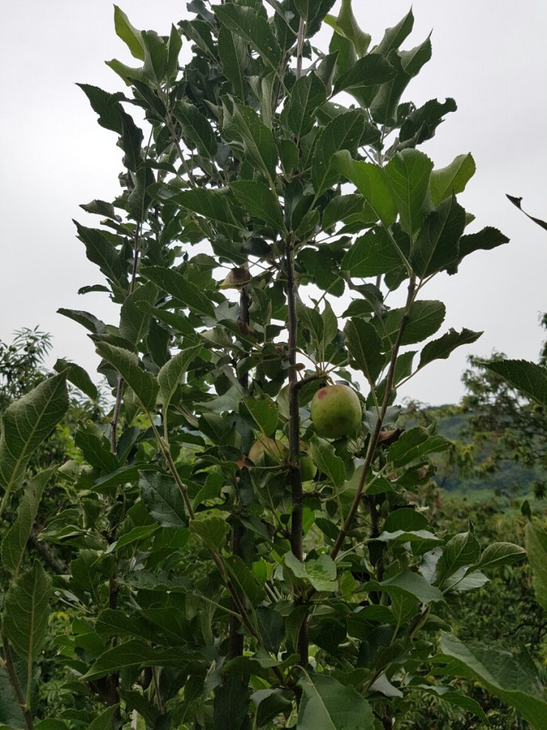 하늘과열매(주) 이미지